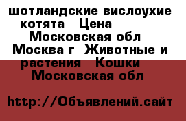 шотландские вислоухие котята › Цена ­ 7 000 - Московская обл., Москва г. Животные и растения » Кошки   . Московская обл.